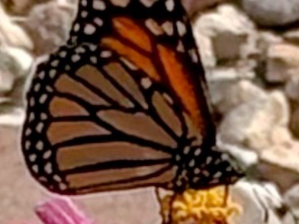 A monarch on a pink flower