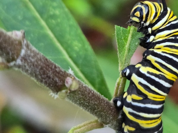 A monarch caterpillar eating a chewed leaf