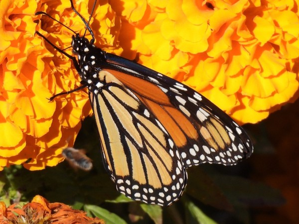 A monarch on an orange flower