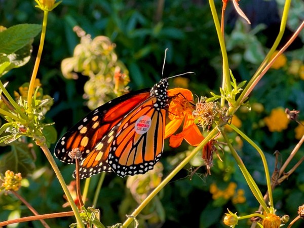 A monarch with a wing tag