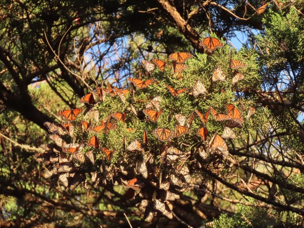 Monarchs in an evergreen tree