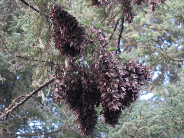 A group of monarchs hanging off a branch