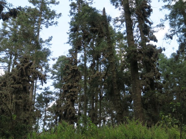 Monarch clusters in distant fir trees