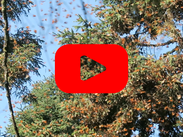 Butterflies in a tree with a red play button over it