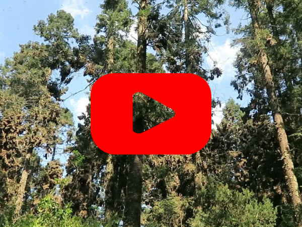 tall trees with a blue sky. A red play button on top of the image