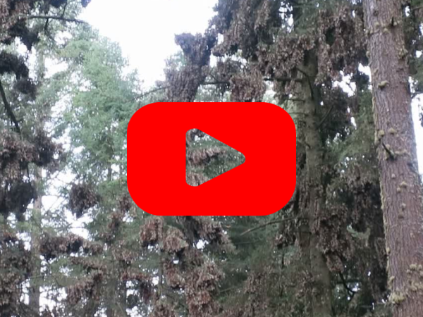 Monarch butterfly colonies in trees with red play button