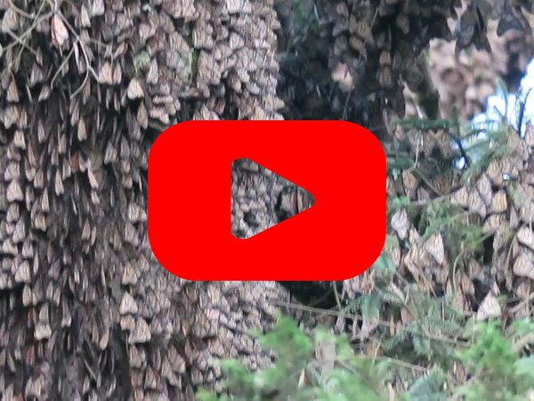 Monarch clusters with a red play button 