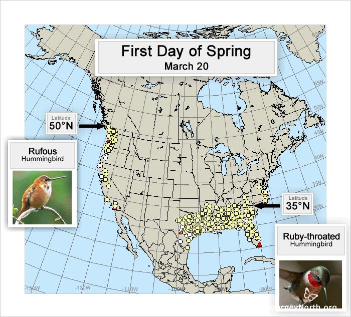 By March 20th, Rufous Hummingbirds are already entering Canada. At the same time, Ruby-throated Hummingbirds are in the southern United States, along the Gulf Coast. Measuring by latitude, the Rufous is 1,000 miles farther north than the Ruby-throat on the first day of spring. How can such similar birds have such different migration patterns?