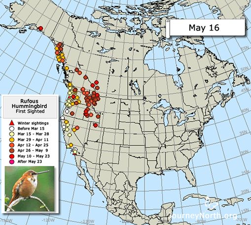 By early April, an interesting pattern emerges on the map. As temperatures warm inland, the migration expands eastward — away from the coast — toward the Rocky Mountains. Throughout migration, the Rufous Hummingbird migrates into areas where warm temperatures have produced the spring flowers and other foods it needs. 