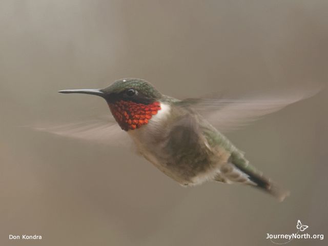 Most Ruby-throated Hummingbirds winter between southern Mexico and northern Panama. The first spring migrants arrive in the United States in the Gulf States. How do they get there? When do the first Ruby-throats reach their breeding grounds? What do they need when they arrive?