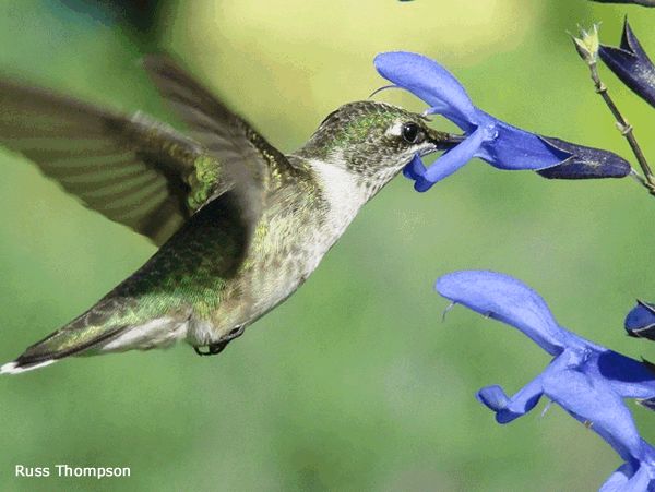 A hummer flaps its wings 75 times per second during flight. It can fly about 25 miles an hour — and even faster with tailwinds. Imagine the risks a tiny bird could encounter on its 500 mile trip across the Gulf of Mexico. What if fat reserves deplete before the tiny hummingbird reaches land 18-22 hours from the start?