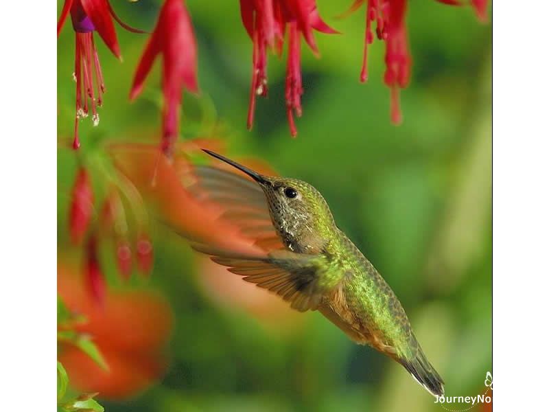 Hummingbirds find fast fuel in flower nectar. The sweet fluid flows up their long, grooved tongues and into their mouths.