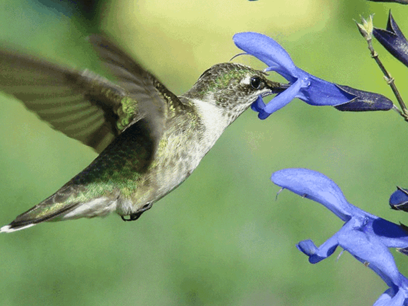 Hummingbirds use a lot of energy. Their wings can flap 200 times a second! Hummingbirds burn energy so fast that they need to eat 1.5 to 3 times their weight in food each day.