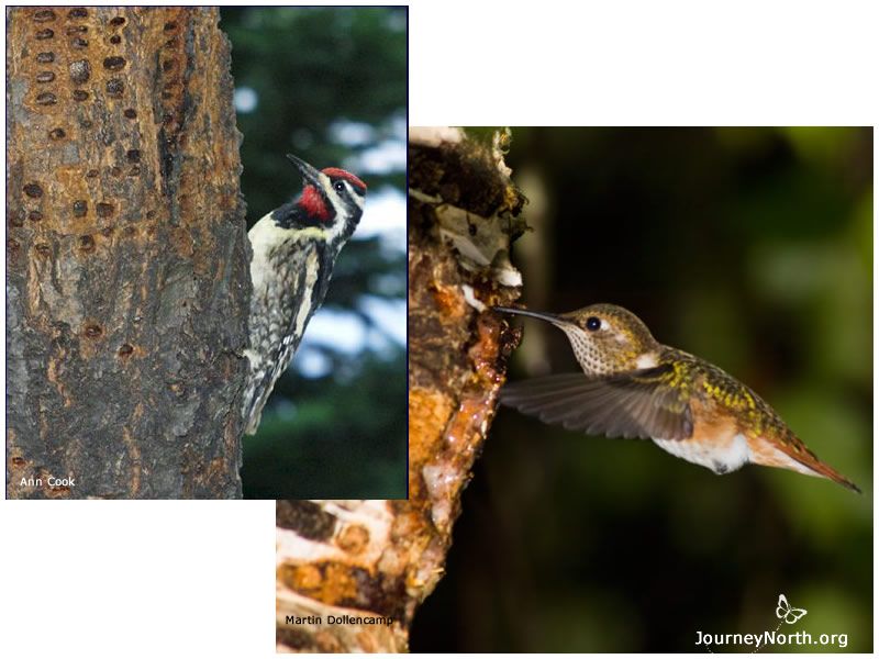 When food sources are scarce hummingbirds get a little help from their friends. These savvy birds feed on the sweet sap from small holes drilled in trees by yellow-bellied sapsuckers. Hummers also dine on insects stuck in the sap. 