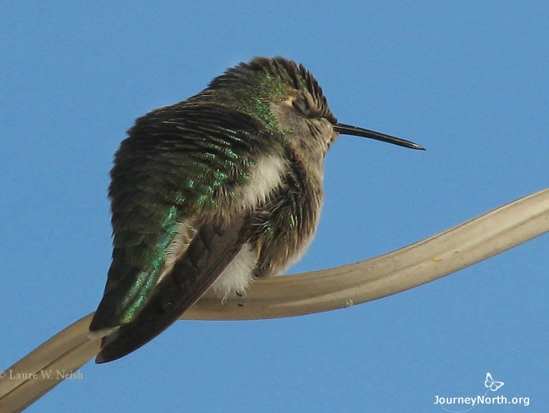 At night, and when it is too cold or rainy to find food, hummingbirds go into a sleep-like state called torpor. The bird's body temperature to drop and their heart rate to slow down. This adaptation allows hummers to conserve energy.