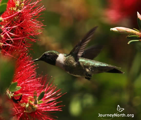 The male hummingbird needs to find a place where there are nectar-rich flowers and protective trees or shrubs. The territory he chooses will help determine whether a female hummer will choose him as a mate.