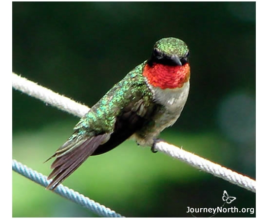The male hummingbird arrives on the breeding grounds before the female. Instinct urges him to do one thing: set up a territory! What does he need? How does he start?