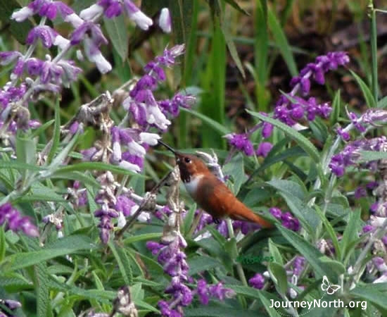 The perimeter of the territory is the most challenging to defend. Scientists have discovered that rufous hummers would drain flower nectar from the edge of their territory each morning. Any competing hummers would find empty flowers and be less interested in the territory.