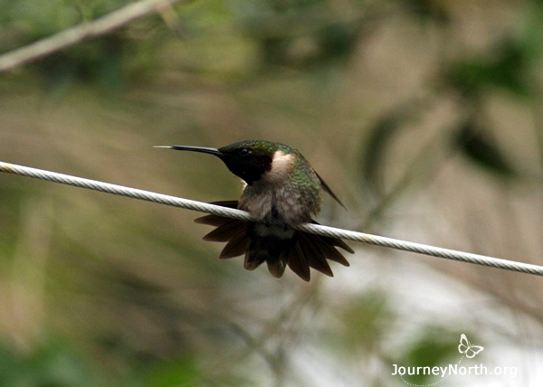 A hummingbird's territory could be as big as a football field. The area could also be smaller with a neighboring male choosing a spot as close as 50 feet away.