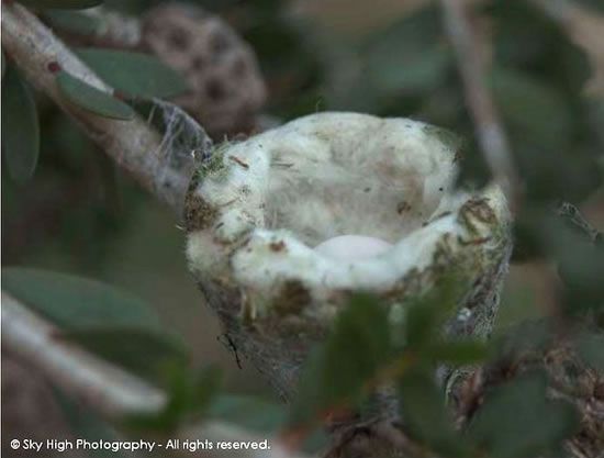 A female hummingbird forms the soft lip of the cup-shaped nest by pressing fluffy materials between her bill, chin, and chest as she rotates her body. She might use a bit of sticky resin from a pine tree to hold it all together.