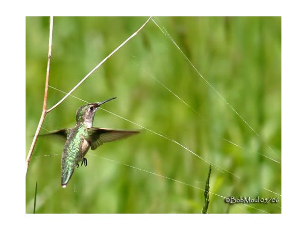 Spider silk is a good nesting material because it is easy to find, strong as steel, sticky enough to hold plant materials together, and waterproof. A hummer can easily grasp it with its tiny beak. Best of all, it's the stretchiest material available. This allows the nest to grow with the babies!