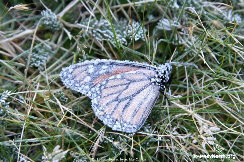 This butterfly is a victim of a freezing event and will not survive. The frost crystals mortally wounded the butterfly. They penetrated through the cuticle and disrupted the cells. Although millions of monarchs may fly out of the colony on sunny days to find water to drink, almost all of them manage to fly back into their colonies. Only a few get stranded in open areas where they may freeze to death.