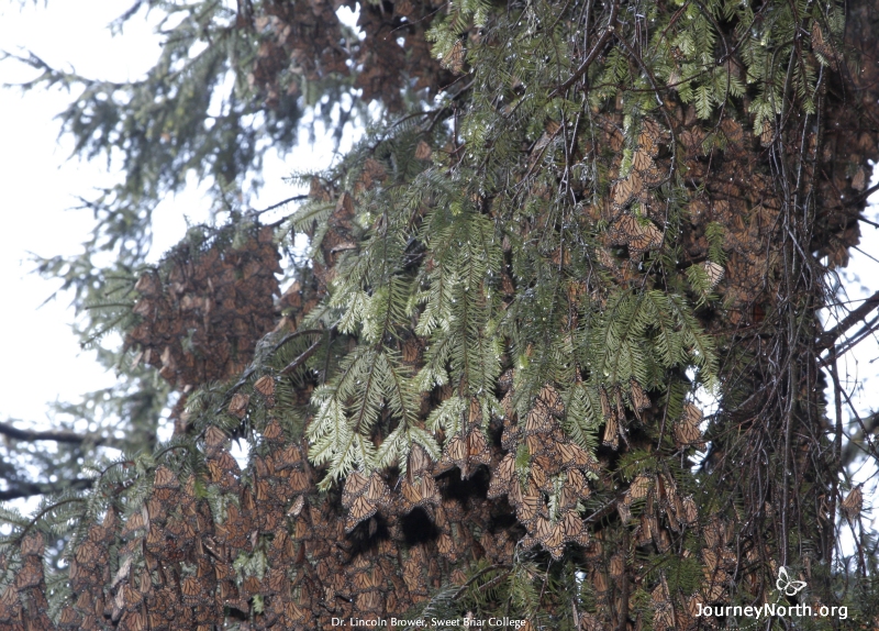 You can see droplets of condensed mist on both the pine needles and on the butterflies.