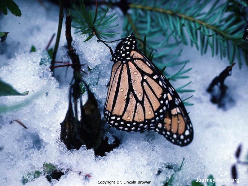 During the day it's usually warm at the monarch's winter home in Mexico, but at night it's as cold as the inside of your refrigerator. Sometimes it's even cold enough to snow. Why do the butterflies migrate across the continent to spend the winter in a place that is cold? Monarchs need cool temperatures to survive. 