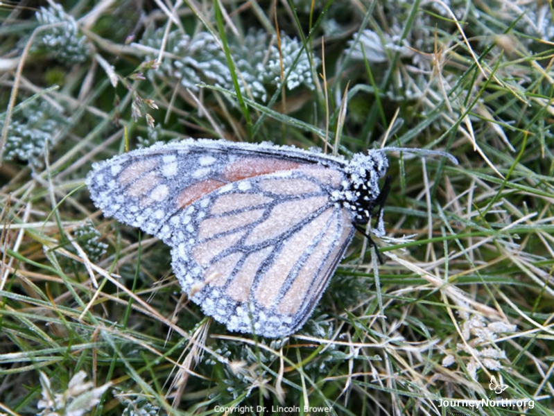 Monarchs save energy by living in a cool place, but there are also dangers. If temperatures are too cold, they can freeze to death. Wet, cold monarchs are in particular danger. Ice crystals that form on the butterfly can kill it. 