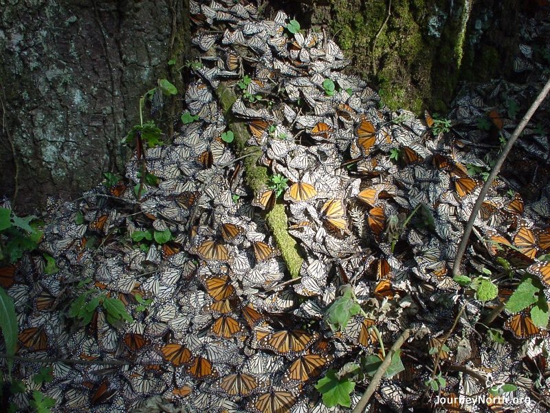 On a cool day you often see monarchs on the ground. Strong winds and heavy rain can blow them down from their clusters. If the monarchs are cold, it may take hours — or even days — for them to return to the safety of the cluster. Slowly but surely, the monarchs pictured here are climbing back to the trees after being blown down by a storm.