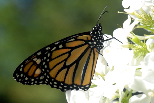 It's difficult for scientists to study monarch's senses because an insect's senses are so different from ours. Yet even our own senses are mysterious. When we smell and taste we are actually sensing chemicals in our environment. People and monarchs do this in a similar way. 