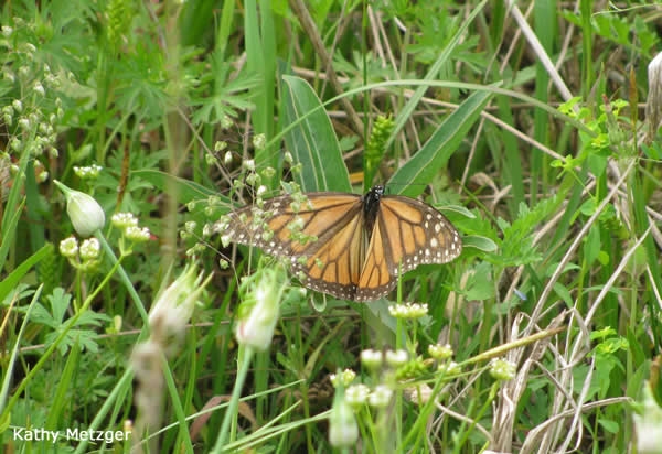 Picture a monarch floating through the air, following invisible scents to find the milkweed it urgently needs. Watch how a butterfly can locate milkweed that's hidden in a sea of green plants.