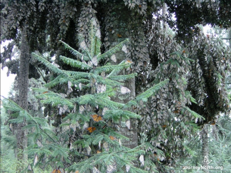They found the monarchs clustered together in colonies in a forest of fir trees called "oyamel" ("o-ee-ya-mel"). 