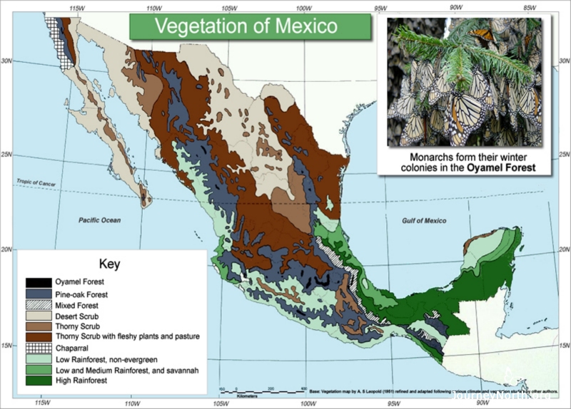 Scientists later learned the oyamel forest is very rare in Mexico. Take a look! This vegetation map shows the only places where oyamel forests grow in Mexico.