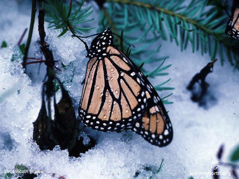 Scientists were surprised to find the monarchs in such a cold place. Overnight temperatures often drop below freezing and sometimes it even snows! They wondered why monarchs would fly across the continent to a place that's so cold. 