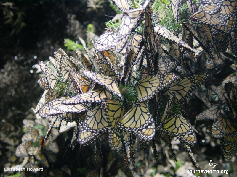The fact that the monarchs can survive for five winter months in Mexico is as amazing as their spectacular migration. Monarchs and their spectacular migration are known worldwide.