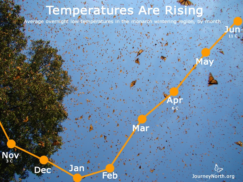 Time is running out because air temperatures are rising at the monarch colonies. As it gets warmer and warmer, the butterflies burn their remaining fat faster and faster.