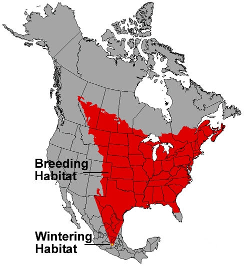 Meanwhile, habitat is changing across North America. Milkweed and flowers will soon grow in the north. The area in red shows where the monarchs will migrate. Look at how much space the monarchs can have!