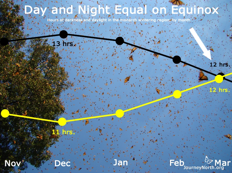 "The spring equinox is probably the trigger for monarchs to migrate," says Dr. Lincoln Brower. Day and night are 12 hours long on the spring equinox. The monarchs may use day length as a cue to migrate.