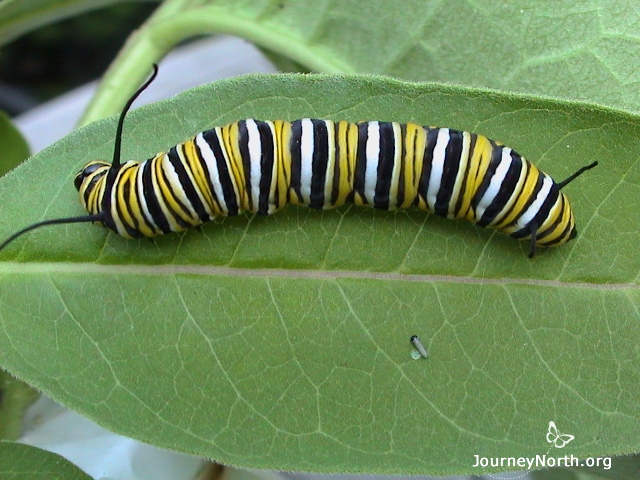 Find the two monarch larvae in the photo. One is 2,000 times larger than the other. A monarch larva can grow this much in about two weeks, depending on temperatures.