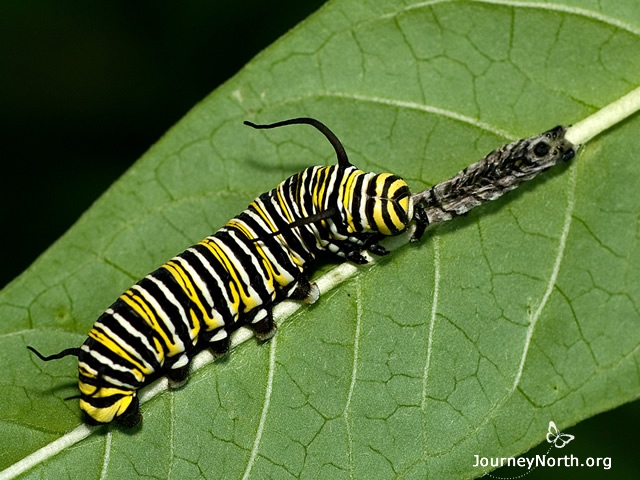 This monarch larva just shed its exoskeleton and is now eating the remaining portion, called the exuvia. A monarch must shed its exoskeleton to make room for growth. The process of shedding is called molting and happens between each instar. The most likely reason for eating the exuvia is to recycle the nurtients it contains, especially hard-to-get nutrients like nitrogen. 