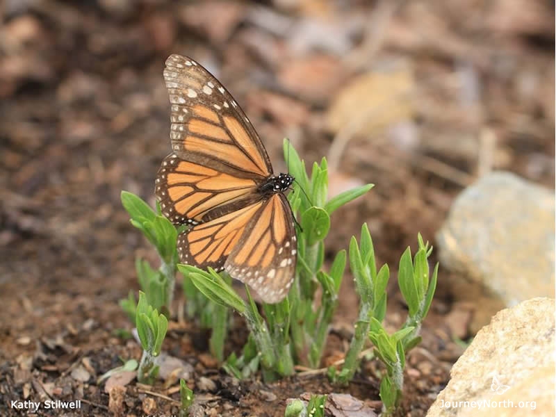 Monarch numbers are at their lowest point at this time of year. The old generation is dying. A new generation must grow and survive. When and where will monarchs travel to find what they need this spring? Track their migration and report your observations.