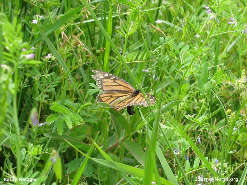 By the end of April, the monarchs that overwintered in Mexico will have reached the end of their lives. A new generation will complete the migration. 