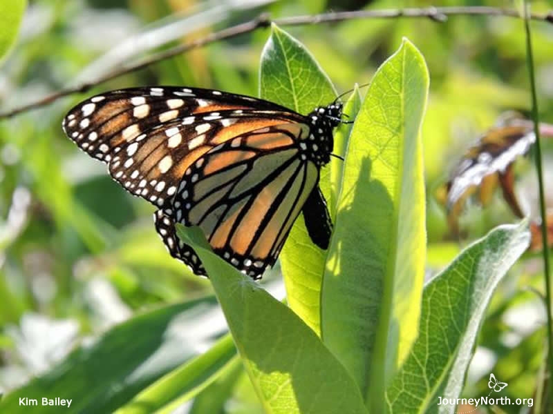 Without a new spring generation of eggs, we would not have monarchs within a few short weeks. Monarchs only live for a few weeks after they begin to reproduce. 