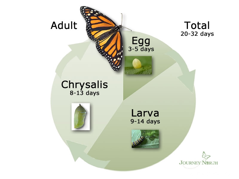 In one short month, the egg becomes an adult butterfly. This generation of monarchs continues the journey north.