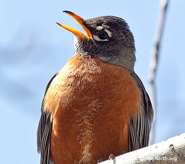 "Danger!" The Whinny is an alarm call given by males and females. It expresses a higher level of alarm that Peek and Tut. Neighboring robins often fly in when they hear this to help mob a predator. The call sounds like a whinnying horse.