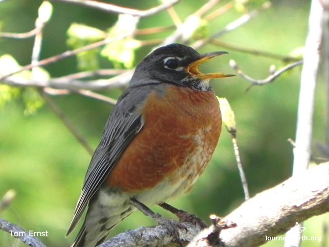 A robin may battle other males for a good territory. When he wins, he stakes his claim. How? He sings his territorial song. Now he is home!