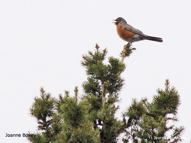 The male works hard to find the best habitat. He flies over neighborhoods or sits high in trees. He looks and listens. What do you think a robin wants in his territory? What doesn�t he want?