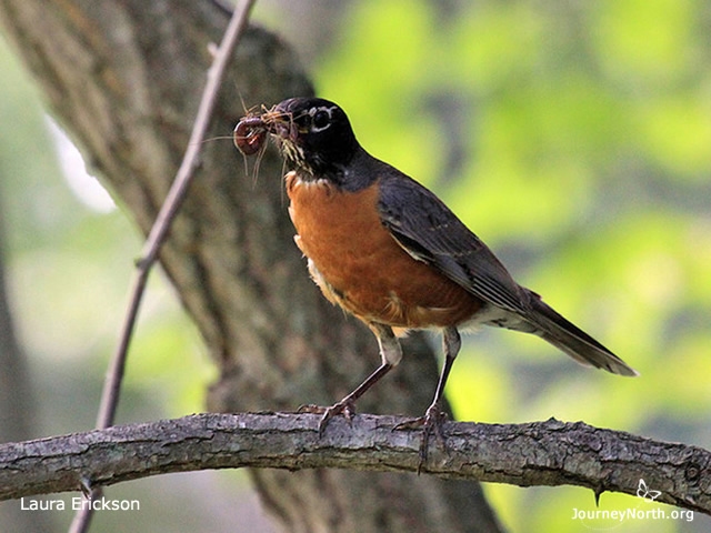 The best territory will provide a good source of worms. Robins and their babies eat MANY earthworms during the breeding season. Robins also need caterpillars, flies, sowbugs, snails, spiders, termites, millipedes, true bugs, and centipedes.