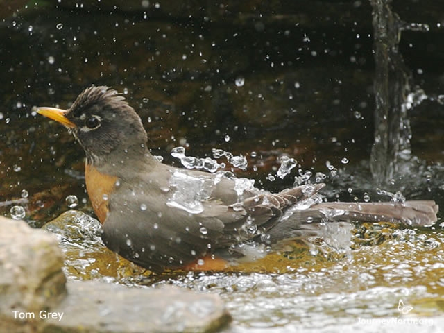 Robins need water to drink and to stay clean. They bathe as often as possible. They'll use any kind of water they can find: ponds, mud puddles, melted snow, bird baths, and lawn sprinklers.